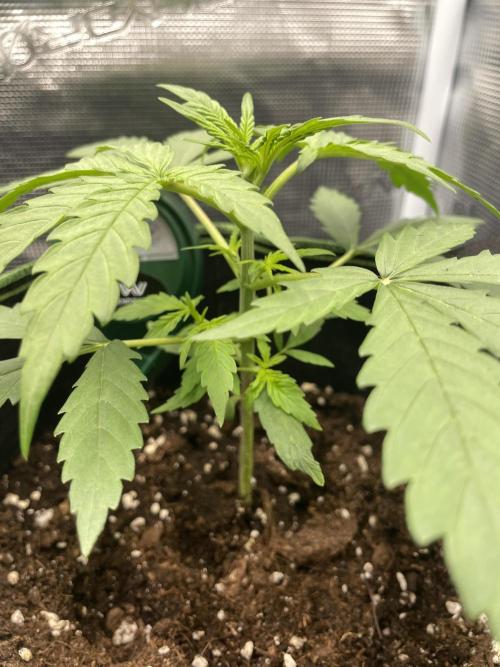 Lemon Haze Auto - First Grow. Week 3 - LH1