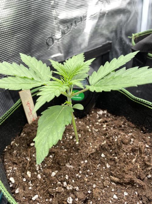 Lemon Haze Auto - First Grow. Week 3 - LH2