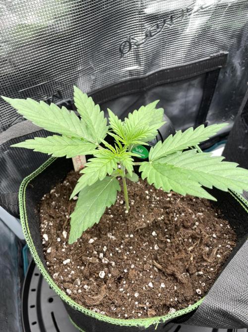 Lemon Haze Auto - First Grow. Week 3 - LH2