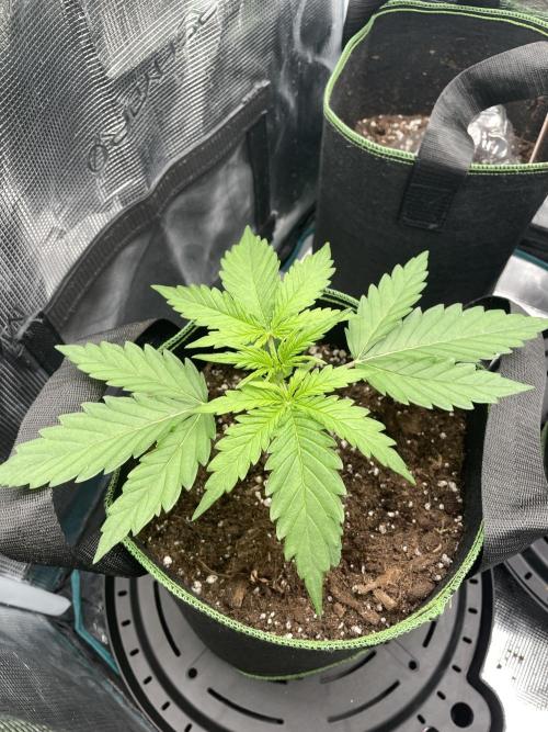 Lemon Haze Auto - First Grow. Week 3 - LH2