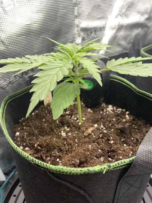 Lemon Haze Auto - First Grow. Week 3 - LH2