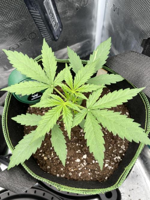 Lemon Haze Auto - First Grow. Week 3 - LH1