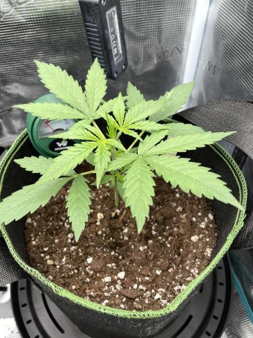 Lemon Haze Auto - First Grow. Week 3 - LH1