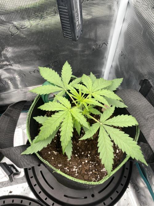Lemon Haze Auto - First Grow. Week 3 - LH1