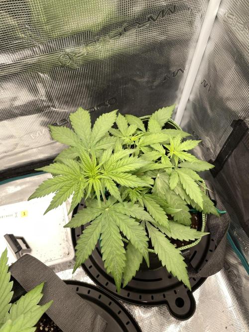 Lemon Haze Auto - First Grow. Week 4 - LH1