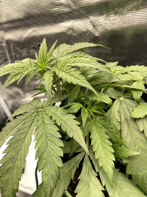 Lemon Haze Auto - First Grow. Week 4 - LH1