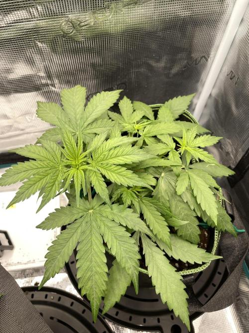 Lemon Haze Auto - First Grow. Week 4 - LH1