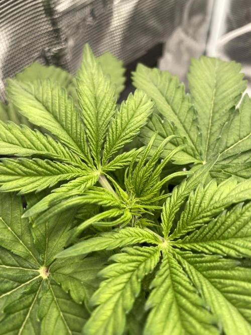Lemon Haze Auto - First Grow. Week 4 - LH2