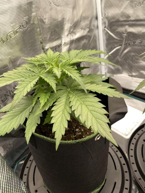 Lemon Haze Auto - First Grow. Week 4 - LH2