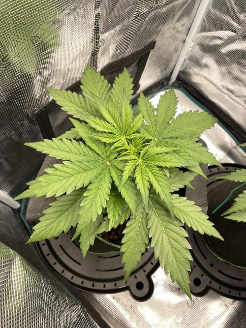 Lemon Haze Auto - First Grow. Week 4 - LH2