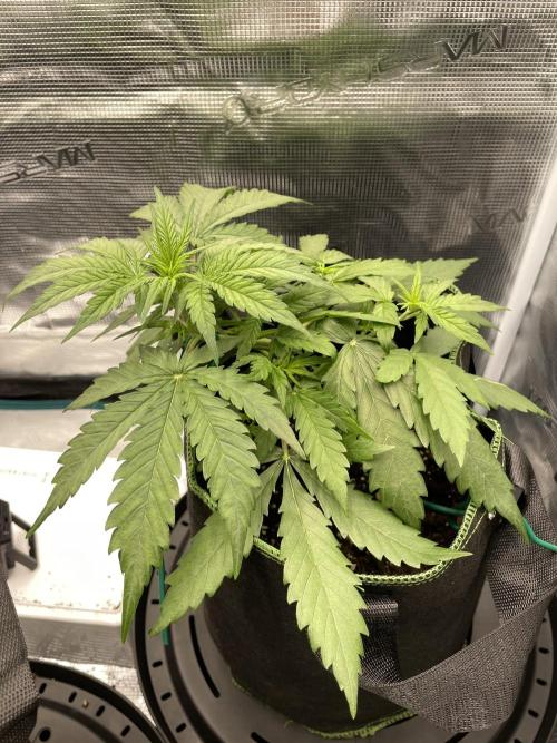 Lemon Haze Auto - First Grow. Week 4 - LH1