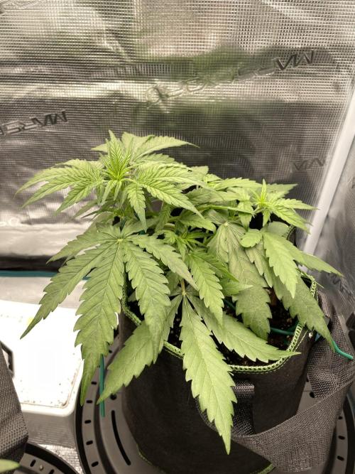 Lemon Haze Auto - First Grow. Week 4 - LH1