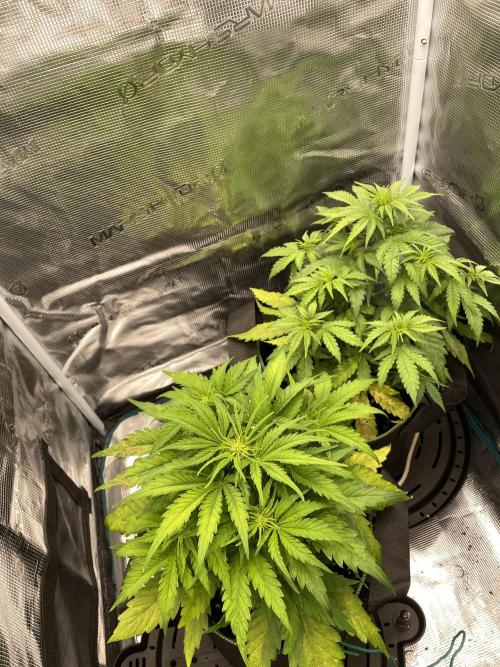 Lemon Haze Auto - First Grow. Week 5 - Both
