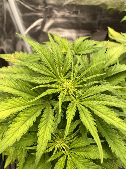 Lemon Haze Auto - First Grow. Week 5 - LH 2 Bud sites