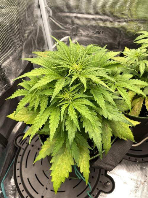 Lemon Haze Auto - First Grow. Week 5 - LH 2