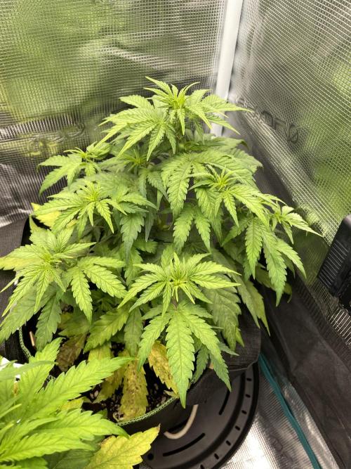 Lemon Haze Auto - First Grow. Week 5 - LH 1