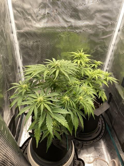 Lemon Haze Auto - First Grow. Week 6 - Both