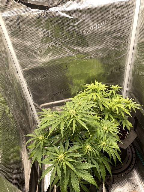 Lemon Haze Auto - First Grow. Week 6 - Both