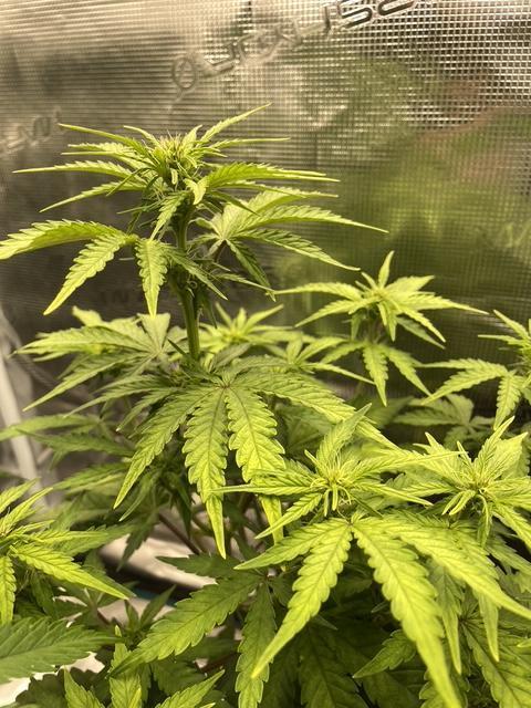 Lemon Haze Auto - First Grow. Week 6 - LH1