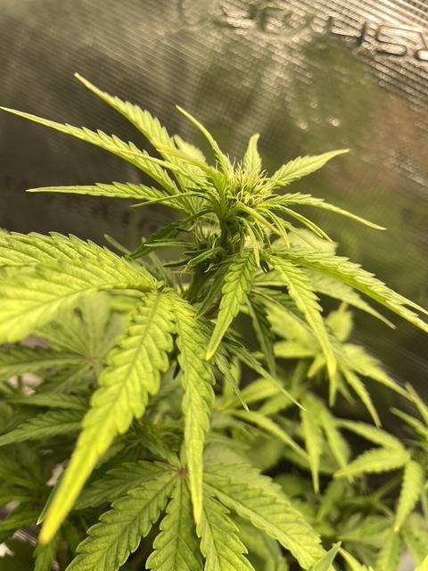 Lemon Haze Auto - First Grow. Week 6 - LH1