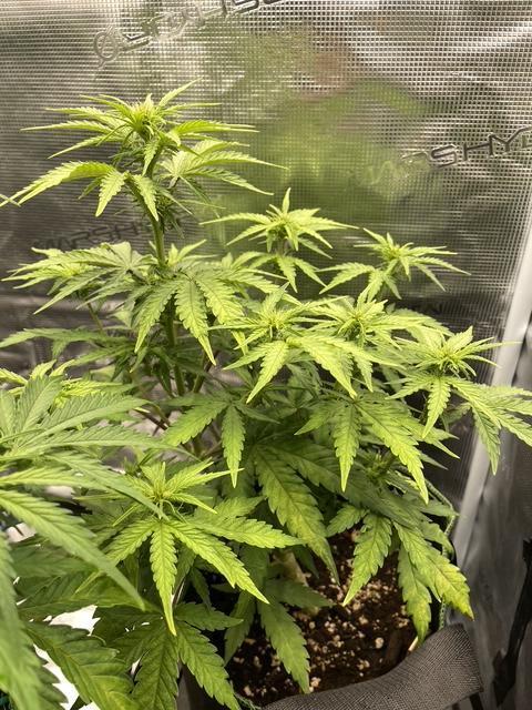 Lemon Haze Auto - First Grow. Week 6 - LH1