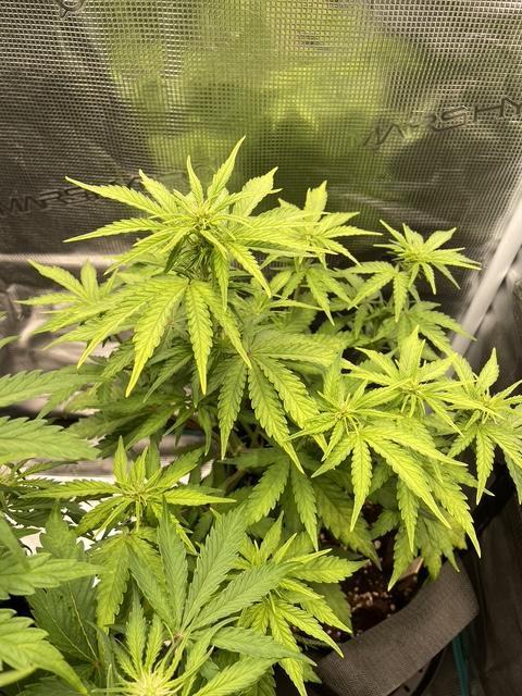 Lemon Haze Auto - First Grow. Week 6 - LH1