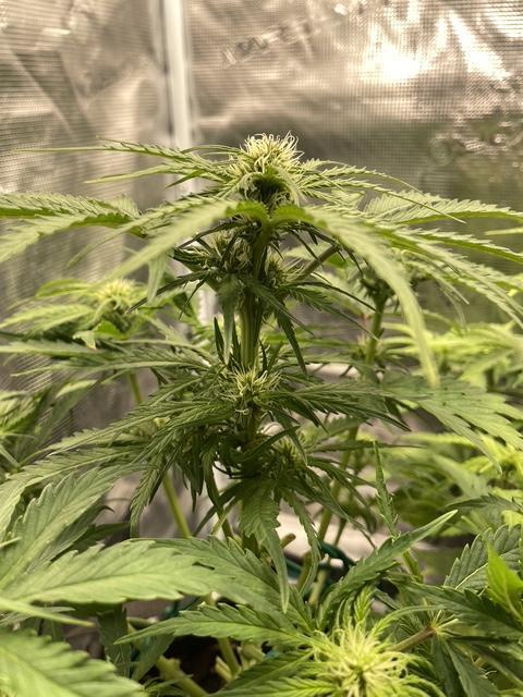 Lemon Haze Auto - First Grow. Week 6 - LH2 