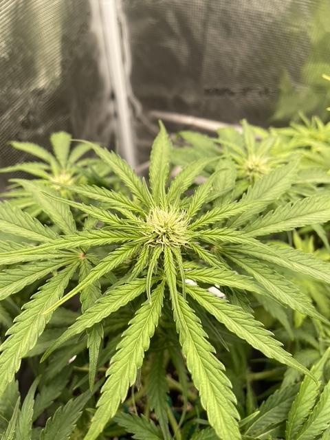 Lemon Haze Auto - First Grow. Week 6 - LH2 