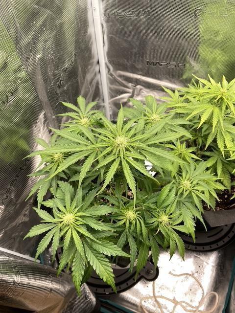Lemon Haze Auto - First Grow. Week 6 - LH2 