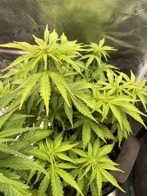Lemon Haze Auto - First Grow. Week 6