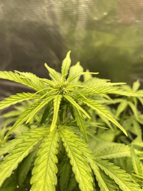 Lemon Haze Auto - First Grow. Week 6 - LH1
