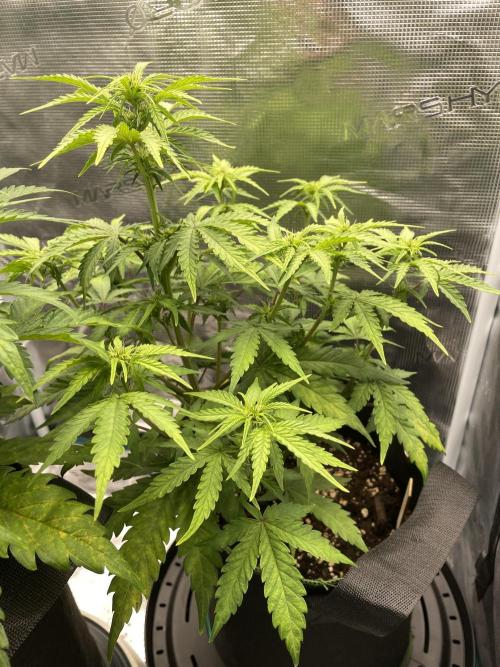 Lemon Haze Auto - First Grow. Week 6