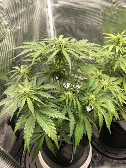 Lemon Haze Auto - First Grow. Week 6 - LH2 