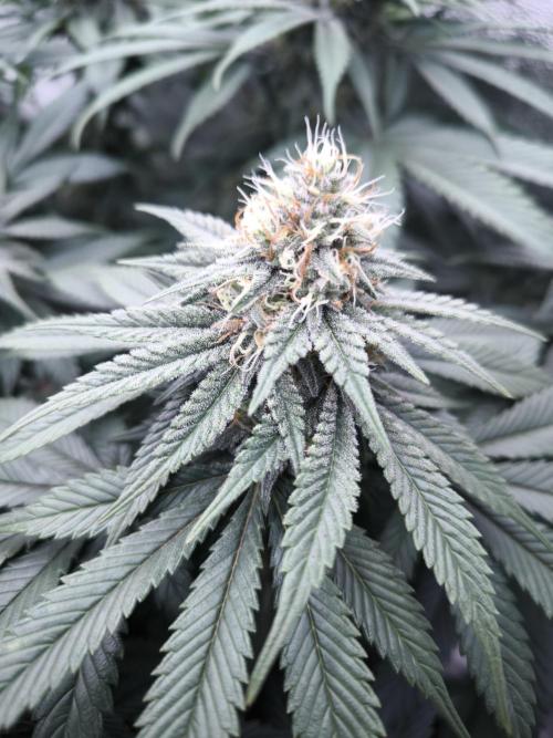 Gorilla Zkittlez. Week 5