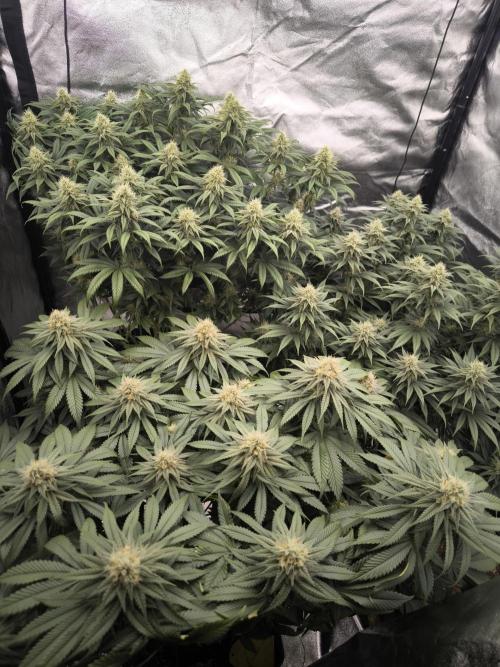 Gorilla Zkittlez. Week 5