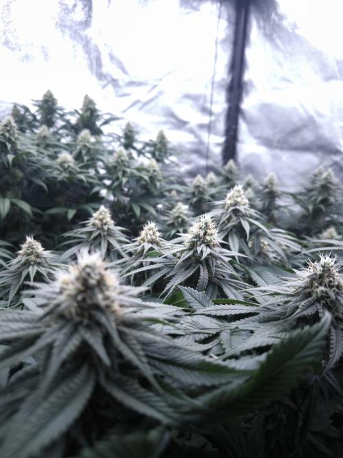 Gorilla Zkittlez. Week 5