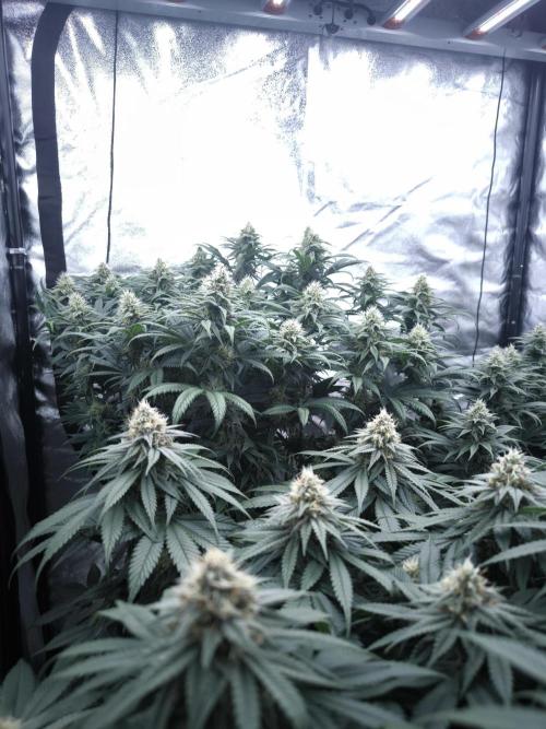 Gorilla Zkittlez. Week 5