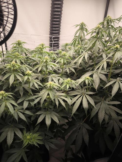 Mimosa x Orange punch. Week 3