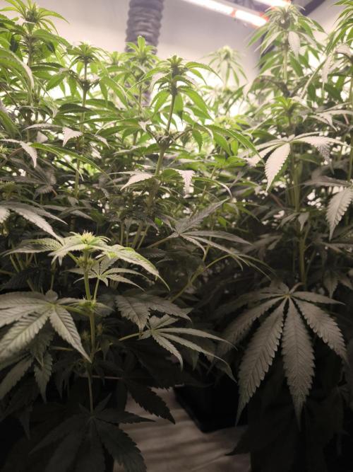 Mimosa x Orange punch. Week 3