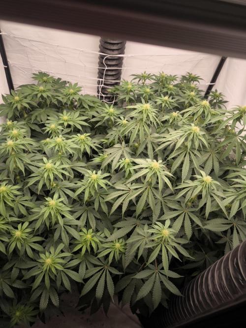 Mimosa x Orange punch. Week 3