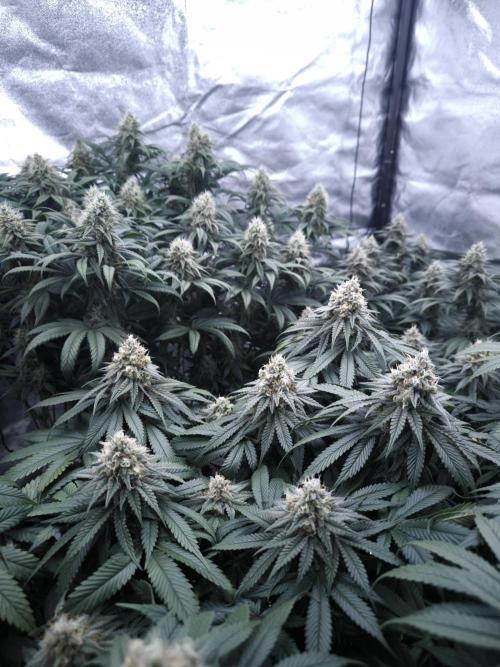 Gorilla Zkittlez. Week 6