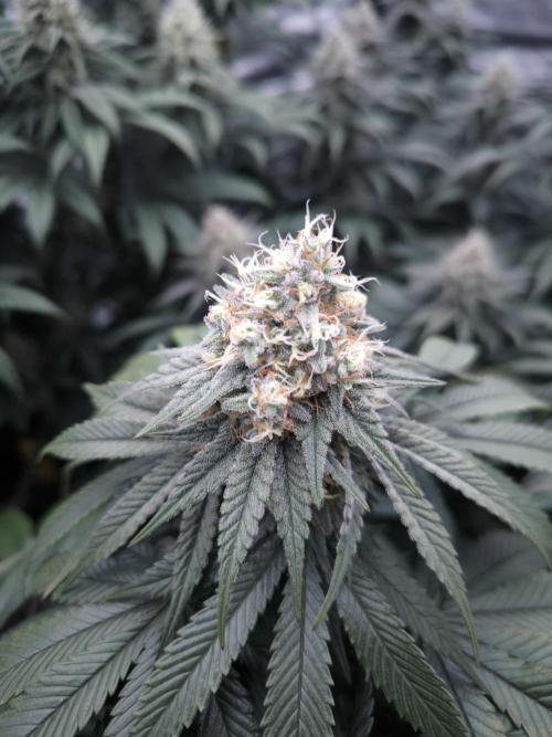 Gorilla Zkittlez. Week 6