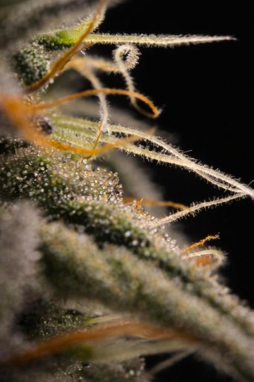 Gorilla Zkittlez. Week 7