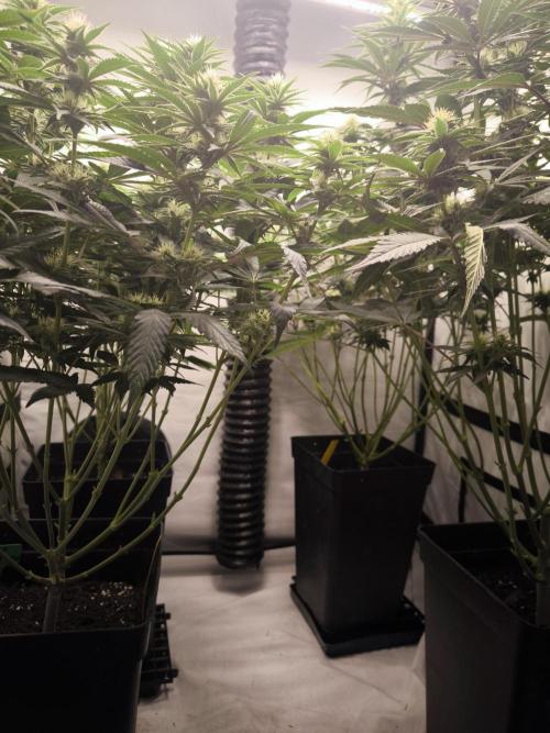 Mimosa x Orange punch. Week 4