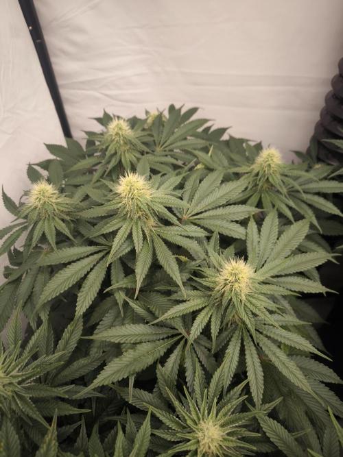 Mimosa x Orange punch. Week 4