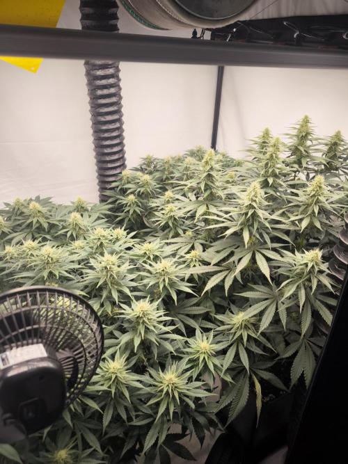 Mimosa x Orange punch. Week 4