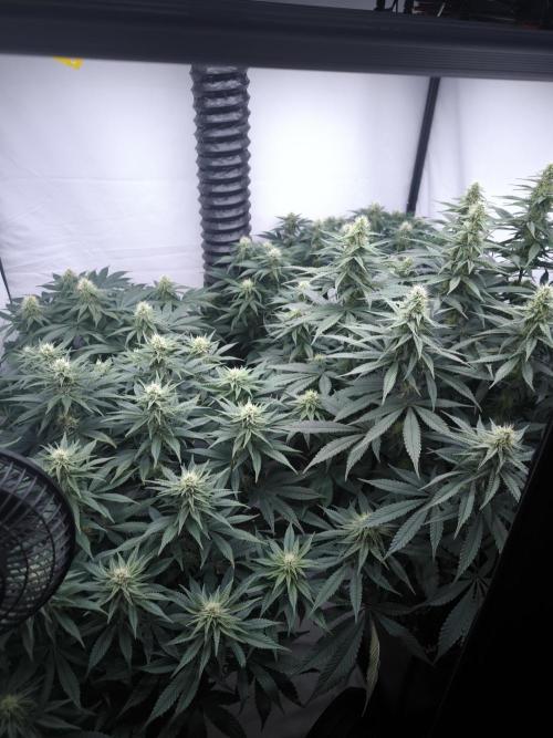 Mimosa x Orange punch. Week 4