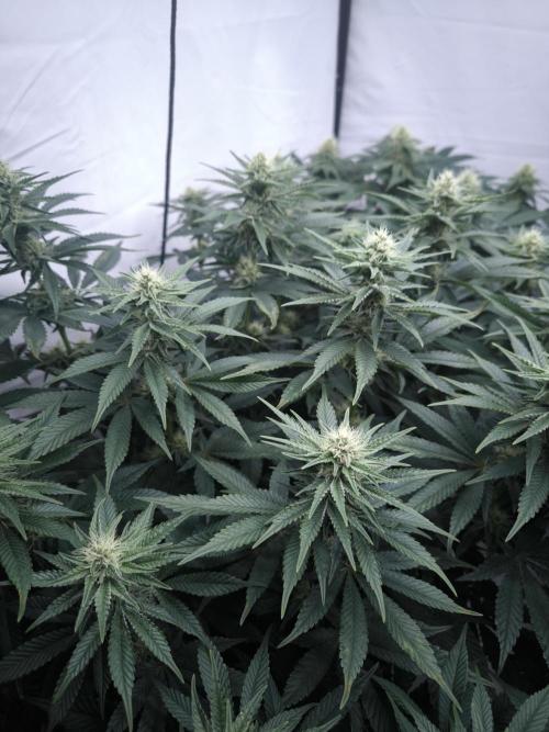 Mimosa x Orange punch. Week 4