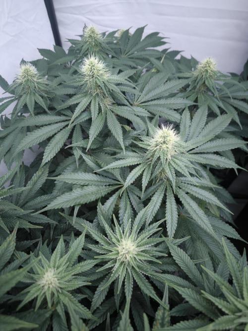 Mimosa x Orange punch. Week 4