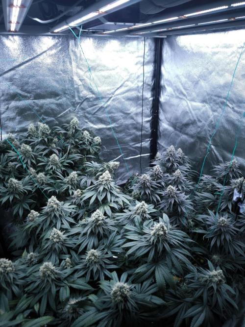 Gorilla Zkittlez. Week 8